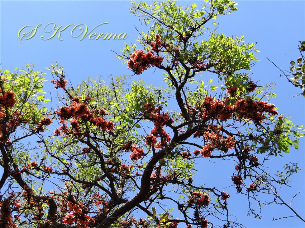  Plant in bloom